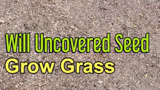 Can You Grow Grass Without Covering The Seed [upl. by Squier91]