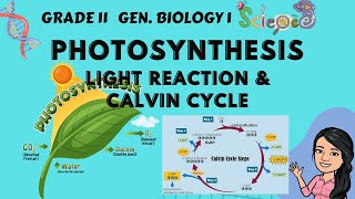 Photosynthesis  Calvin Cycle  Grade 11 2nd Quarter General Biology 1 Tagalog [upl. by Mcfarland]