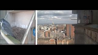 Sheffield University Peregrines 4th March 2017 Mr Ps lonely vigil continues [upl. by Netsuj]