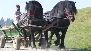 Târg expozițional de cai BarcaniCovasna 24 August 2024 [upl. by Alyar553]