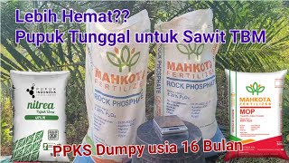 Lebih Hemat Pupuk Tunggal untuk Sawit TBM 2   PPKS Dumpy usia tanam 16 bulan [upl. by Akiemat]