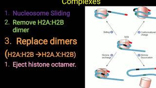 Chromatin remodeling and histone modifications [upl. by Paryavi855]