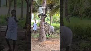 Most aggressive jallikattu bull [upl. by Lidstone492]