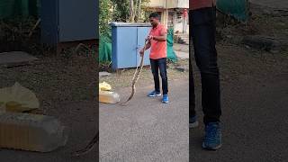 Russell viper snake rescue viralvideo trending [upl. by Anerbes173]