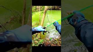 silver arowana fishing [upl. by Assertal586]