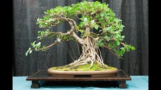 Ficus Retusa Bonsai [upl. by Ahsinna]