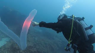 Pyrosome in Tenerife Rare sighting of 5m Pyrosoma Atlanticum scuba diving in the Canary Islands [upl. by Dyoll]