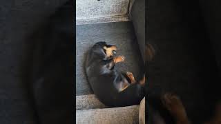 Humans be like 🫣🤣 dog funny puppy pets teckel dachshund teckeldog love [upl. by Clyte]