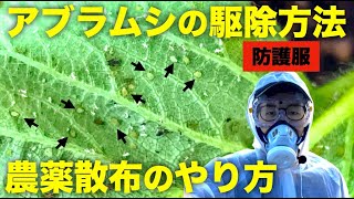 【農薬散布】アブラムシの駆除方法と農薬散布のやり方【ハウスのいちご栽培で粘着くん】 [upl. by Nedrob172]