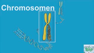 Wat zijn Chromosomen Chromosomes explanation [upl. by Leelahk]