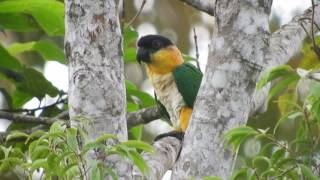 Blackheaded Parrot Pionites melanocephalus [upl. by Iadam]