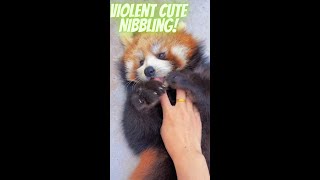 Adorable Red Pandas Wild Nibbling redpanda babypanda cuteness panda [upl. by Adnaral]