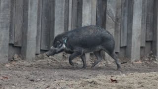 Visayawrattenzwijn geluid  Visaya warty pigs sound  Planckendael [upl. by Mile]