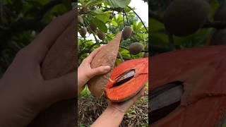 buah Mamey Sapote atau Pouteria sapota [upl. by Audi]