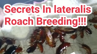 3 Secrets in breeding Blatta lateralis  Turkestan Roach [upl. by Aillicec]