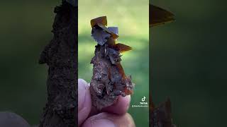 Wulfenite crystals on matrix crystals mineralogy mineralspecimen [upl. by Aneek]