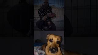 Brisa Dog 🐶 shorts youtubeshorts doglover subscribe shortvideo [upl. by Pihc149]