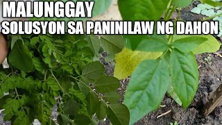 MADALING PARAAN NG PAG APPLY NG MALUNGGAY Nitrogen rich fertilizer  CUT AND DROP [upl. by Ridan]