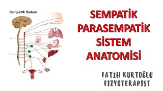 SempatikParasempatik Sistem  ANATOMİ SİSTEMLER KONU ANLATIMI 14 [upl. by Altman541]