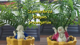 Chamaedorea Elegance  parlour palm  Table palm propagation [upl. by Llenor]