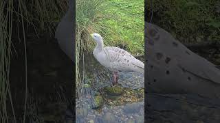 Cape Barren Goose [upl. by Marola76]