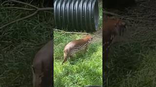 Lowland paca eating some leaves and then walking around at Elmwood Park Zoo June 2022 zoo [upl. by Yehudi]