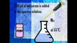 Rocket immunoelectrophoresis [upl. by Colb]