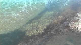 Brown Trout Spawning Underwater [upl. by Ddal604]