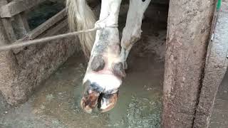 Laminitis in a Friesian cow This causes lameness and reduced production [upl. by Erbas]