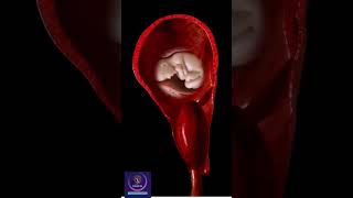 Placenta 3D Animation shorts [upl. by Sephira311]