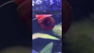 Caracol Planorbis Rojo🐌 curiosidades pezbettas aquarium acuario pezbetta fishtank pez snail [upl. by Nnyllaf]