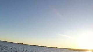 Lone greenwing dropped in POV [upl. by Tarah998]