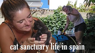 abandoned kittens giardia outbreak amp the reality of sanctuary life [upl. by Eli341]