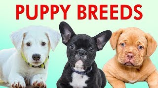 PUPPY BREEDS 101  Learn Different Breeds of Puppies  Breeds of Dogs [upl. by Nylirret]