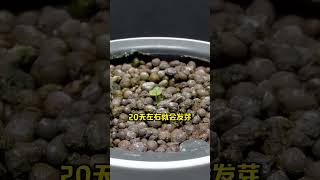 一颗草莓就能换一盆 种植小技巧 农业种植 植物生长过程 花卉绿植 种草莓 [upl. by Ibbor863]