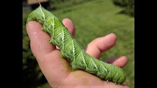 Tobacco Hornworm  Manduca sexta [upl. by Oniram945]