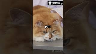 Why Do Cats Purr  KIT  Whiskas UK [upl. by Aerdnael]