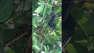 Rufousnecked Hornbill shorts short shortvideo shortsvideo shortsfeed birds nature shortfeed [upl. by Yelnek824]