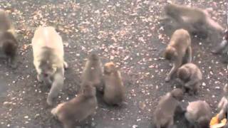 Monkeys feast on pumpkins at OHSUs Oregon National Primate Research Center [upl. by Gish]