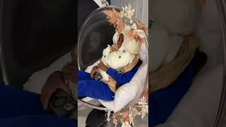 DUMPLING 🥟 COSTUME VIRAL 😱 funny rkgang comedy viralvideo viralshort halloweencostume [upl. by Myers]