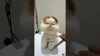 Los Misteriosos Poderes de los Bigotes de Gato😱 gatos cats animales [upl. by Haneehs]