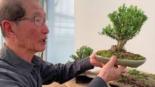 Improving Commercial Bonsai  Part 2 Buxus [upl. by Nillek957]