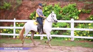 LOTE 17 QUERIDA MORRO GRANDE DA ZIZICA [upl. by Ynnob]