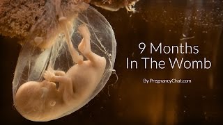 9 Months In The Womb A Remarkable Look At Fetal Development Through Ultrasound By PregnancyChatcom [upl. by Iinden]