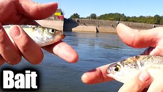 How To Catch Bait the EASY Way amp The best Lure for Catching Bait [upl. by Luhar548]