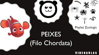 Filo Chordata Peixes [upl. by Lowery]