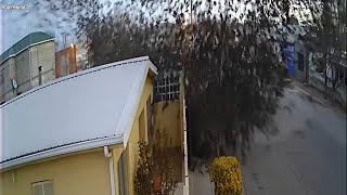 Flock of birds suddenly fall from the sky in Mexico [upl. by Flaherty954]