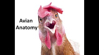 Avian Anatomy Part 1  Anatomy of the chicken head and neck [upl. by Anstice283]