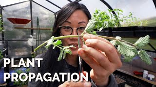 How to Propagate Plants 4 Methods to Master [upl. by Euphemiah]