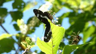 White Admiral Butterfly Visits Japanese Sweet Shrub Flowers for Nectar [upl. by Ttenrag]